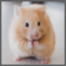 Hamster