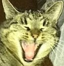 Benutzerbild von Pirx