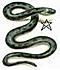 starsnake